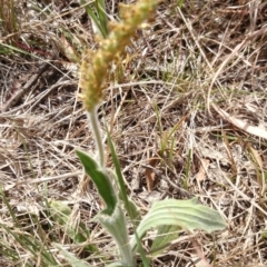 Plantago varia (Native Plaintain) at Mount Ainslie to Black Mountain - 30 Sep 2015 by TimYiu