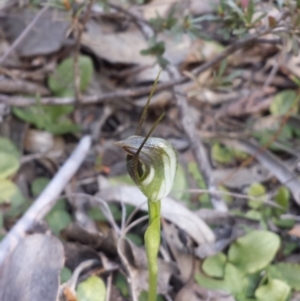 Pterostylis pedunculata at Belconnen, ACT - suppressed