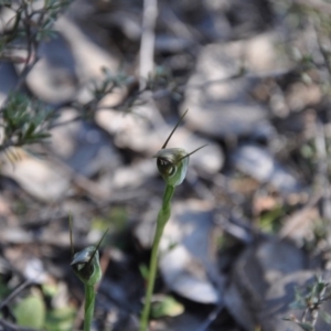 Pterostylis pedunculata at Belconnen, ACT - suppressed