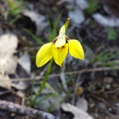 Diuris chryseopsis (Golden Moth) at Cook, ACT - 1 Oct 2015 by MattM