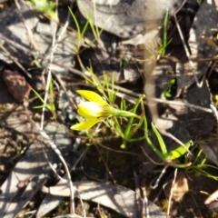 Diuris chryseopsis at Casey, ACT - 1 Oct 2015