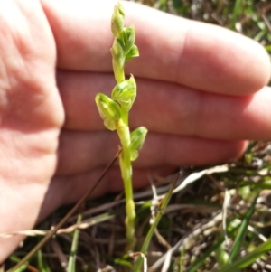 Hymenochilus sp. at Casey, ACT - suppressed