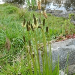 Plantago lanceolata (Ribwort Plantain, Lamb's Tongues) at Fadden, ACT - 30 Sep 2015 by RyuCallaway