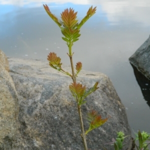 Fraxinus angustifolia at Fadden, ACT - 1 Oct 2015