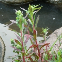 Epilobium ciliatum (A Willow Herb) at Fadden, ACT - 1 Oct 2015 by ArcherCallaway