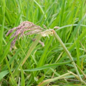 Holcus lanatus at Fadden, ACT - 1 Oct 2015