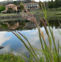 Holcus lanatus at Fadden, ACT - 1 Oct 2015