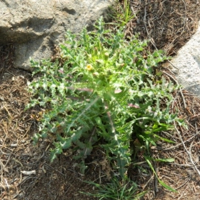 Sonchus asper (Prickly Sowthistle) at Fadden Hills Pond - 30 Sep 2015 by RyuCallaway