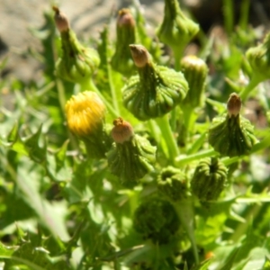 Sonchus asper at Fadden, ACT - 1 Oct 2015