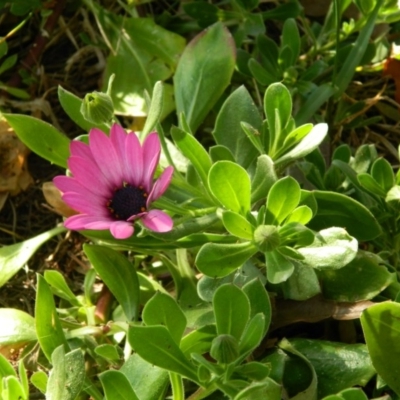 Dimorphotheca ecklonis (South African Daisy) at Fadden Hills Pond - 30 Sep 2015 by RyuCallaway