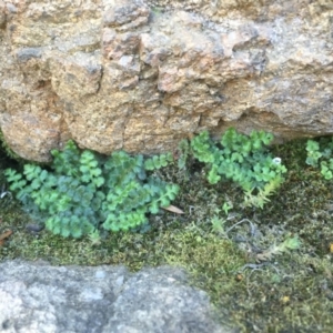 Pleurosorus rutifolius at Stromlo, ACT - 1 Oct 2015