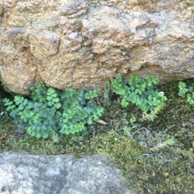 Asplenium subglandulosum (Blanket Fern) at Stromlo, ACT - 1 Oct 2015 by dcnicholls