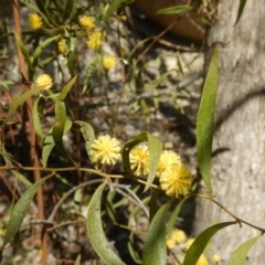 Acacia verniciflua (Varnish Wattle) at Paddys River, ACT - 1 Oct 2015 by MichaelMulvaney