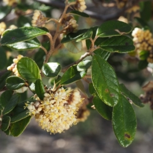 Pomaderris betulina subsp. actensis at Paddys River, ACT - 30 Sep 2015