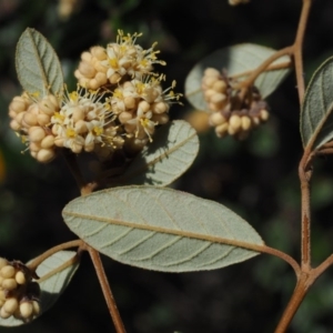 Pomaderris betulina subsp. actensis at Paddys River, ACT - 30 Sep 2015