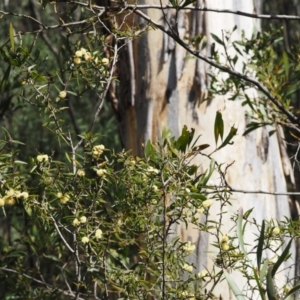 Acacia siculiformis at Paddys River, ACT - 30 Sep 2015