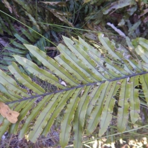 Blechnum minus at Paddys River, ACT - 1 Oct 2015 03:48 PM