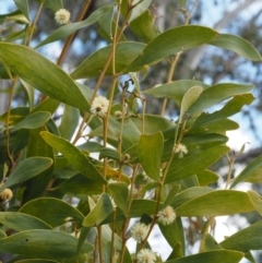 Acacia melanoxylon at Paddys River, ACT - 30 Sep 2015 11:56 AM