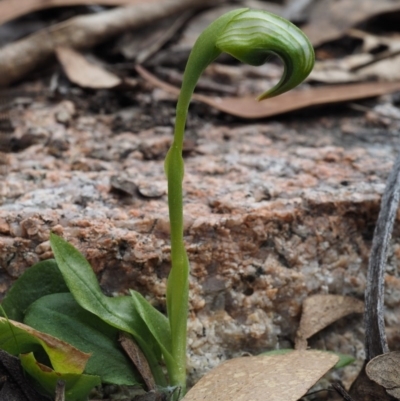 Pterostylis nutans (Nodding Greenhood) at Paddys River, ACT - 30 Sep 2015 by KenT