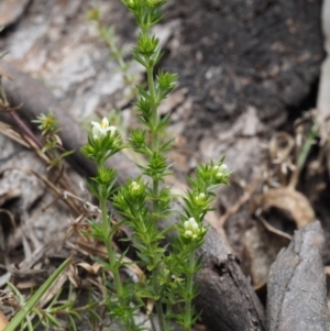 Asperula scoparia at Paddys River, ACT - 30 Sep 2015 11:37 AM