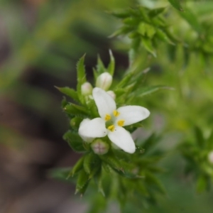 Asperula scoparia at Paddys River, ACT - 30 Sep 2015 11:37 AM