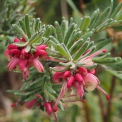 Grevillea lanigera (Woolly Grevillea) at Paddys River, ACT - 30 Sep 2015 by KenT