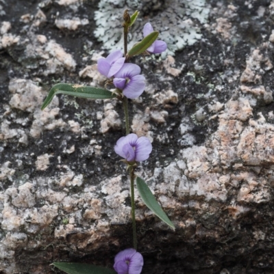 Hovea heterophylla (Common Hovea) at Paddys River, ACT - 30 Sep 2015 by KenT