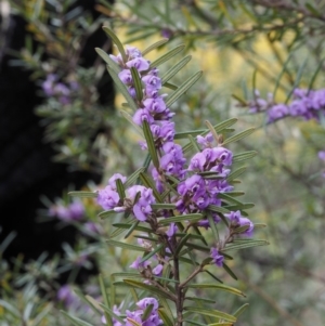 Hovea asperifolia subsp. asperifolia at Cotter River, ACT - 30 Sep 2015