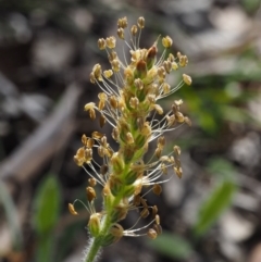 Plantago varia (Native Plaintain) at Aranda, ACT - 1 Oct 2015 by KenT