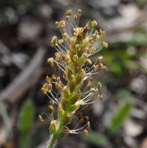 Plantago varia at Aranda, ACT - 1 Oct 2015 11:34 AM