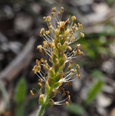 Plantago varia (Native Plaintain) at Aranda, ACT - 1 Oct 2015 by KenT