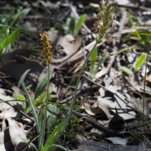 Plantago varia at Aranda, ACT - 1 Oct 2015 11:34 AM