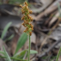 Plantago varia at Aranda, ACT - 1 Oct 2015 11:34 AM