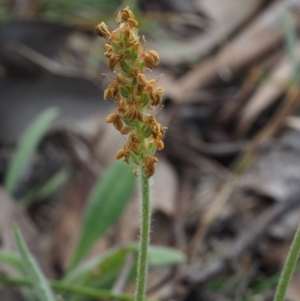 Plantago varia at Aranda, ACT - 1 Oct 2015 11:34 AM