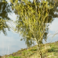 Salix matsudana (Tortured Willow) at Fadden, ACT - 11 Sep 2015 by RyuCallaway