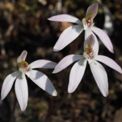 Caladenia fuscata (Dusky Fingers) at Aranda, ACT - 1 Oct 2015 by KenT