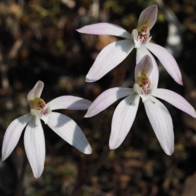 Caladenia fuscata (Dusky Fingers) at Aranda Bushland - 1 Oct 2015 by KenT