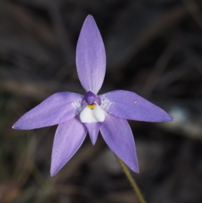 Glossodia major (Wax Lip Orchid) at Aranda Bushland - 30 Sep 2015 by KenT