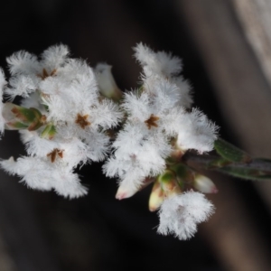 Leucopogon virgatus at Aranda, ACT - 1 Oct 2015 10:03 AM