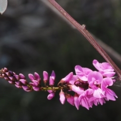 Indigofera australis subsp. australis (Australian Indigo) at Aranda, ACT - 1 Oct 2015 by KenT