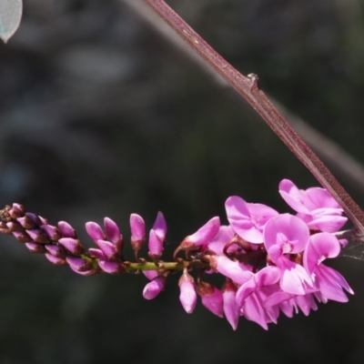 Indigofera australis subsp. australis (Australian Indigo) at Aranda, ACT - 1 Oct 2015 by KenT