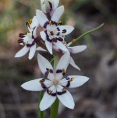 Wurmbea dioica subsp. dioica (Early Nancy) at Aranda, ACT - 1 Oct 2015 by KenT
