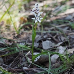 Wurmbea dioica subsp. dioica at Aranda, ACT - 1 Oct 2015 11:41 AM