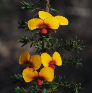 Dillwynia phylicoides at Aranda, ACT - 1 Oct 2015