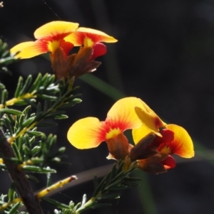 Dillwynia phylicoides at Aranda, ACT - 1 Oct 2015