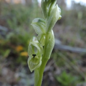 Hymenochilus cycnocephalus at Conder, ACT - 26 Sep 2015