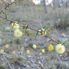 Acacia ulicifolia (Prickly Moses) at Conder, ACT - 26 Sep 2015 by michaelb