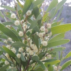 Acacia melanoxylon (Blackwood) at Rob Roy Range - 26 Sep 2015 by MichaelBedingfield