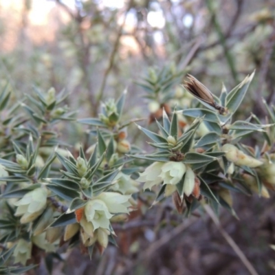 Melichrus urceolatus (Urn Heath) at Rob Roy Range - 26 Sep 2015 by MichaelBedingfield