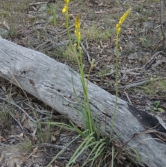 Bulbine glauca (Rock Lily) at Rob Roy Range - 26 Sep 2015 by MichaelBedingfield